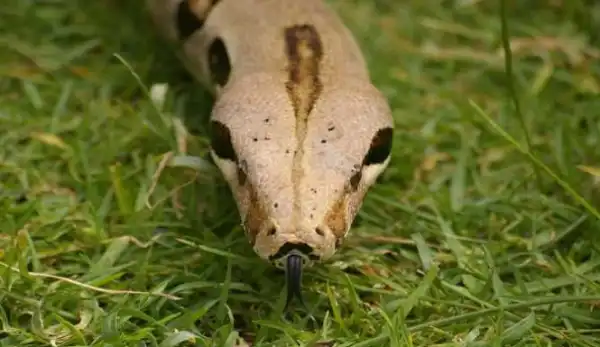 Woman Opens Car Boot And Discovers Something That’ll Give You Nightmares